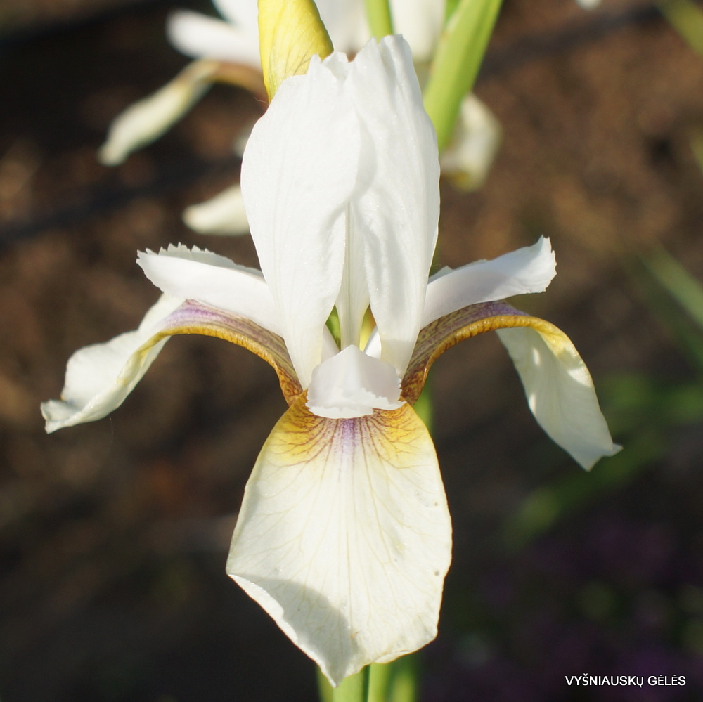 Iris sibirica 'Snow Prince'